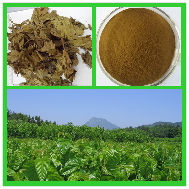 Mulberry leaf extract