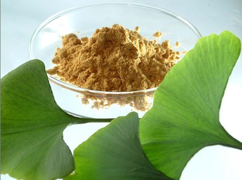 Ginkgo Biloba Extract