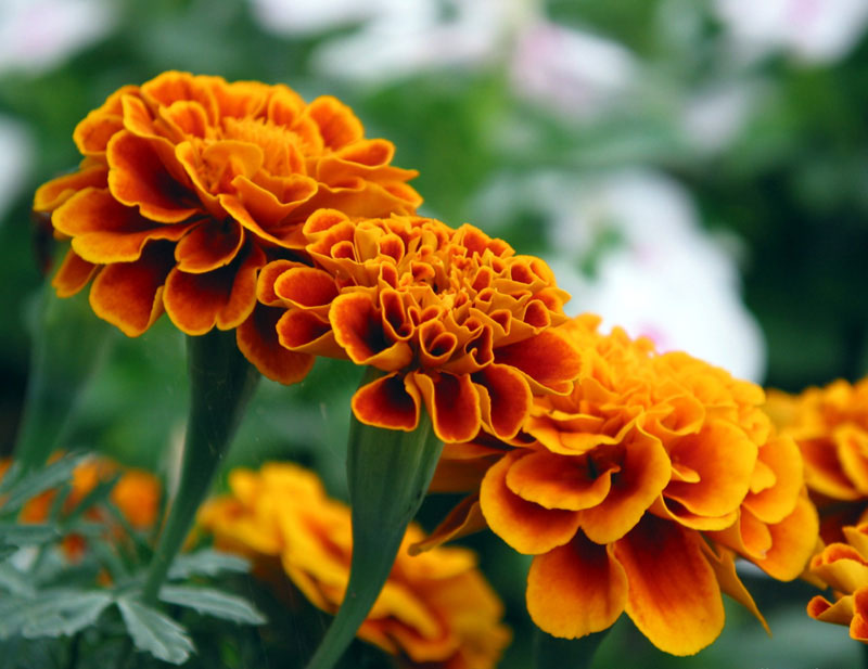 Marigold Extract - Zeaxanthin